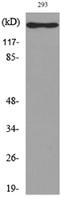 IL-16 Polyclonal Antibody