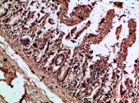 IL-17C Polyclonal Antibody