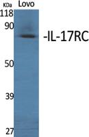 IL-17RC Polyclonal Antibody