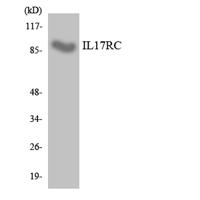 IL-17RC Polyclonal Antibody