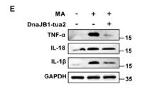 IL18 Polyclonal Antibody