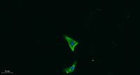 IL18 Polyclonal Antibody