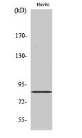 ALS2CR8 Polyclonal Antibody