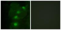 ALX3 Polyclonal Antibody