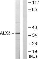 ALX3 Polyclonal Antibody