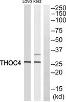 ALY Polyclonal Antibody