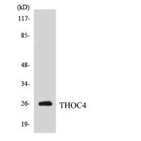 ALY Polyclonal Antibody