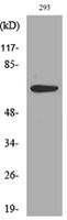 IL-18R Polyclonal Antibody