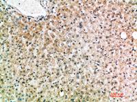 IL-19 Polyclonal Antibody