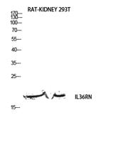 IL-1F5 Polyclonal Antibody