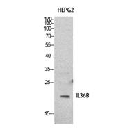 IL-1F8 Polyclonal Antibody