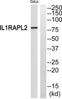 IL-1R9 Polyclonal Antibody