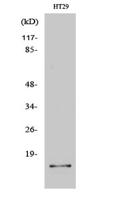 IL-2 Polyclonal Antibody