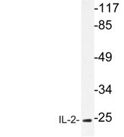 IL-2 Polyclonal Antibody