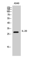 IL-20 Polyclonal Antibody