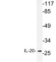 IL-20 Polyclonal Antibody