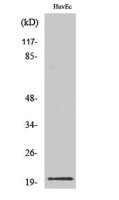 IL-21 Polyclonal Antibody