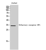 Olfactory receptor 6P1 Polyclonal Antibody