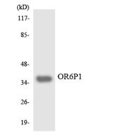 Olfactory receptor 6P1 Polyclonal Antibody