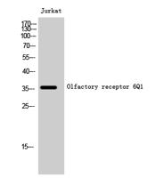 Olfactory receptor 6Q1 Polyclonal Antibody