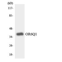 Olfactory receptor 6Q1 Polyclonal Antibody