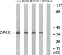 Olfactory receptor 6S1 Polyclonal Antibody