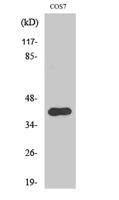 AMID Polyclonal Antibody