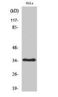 Olfactory receptor 6T1 Polyclonal Antibody