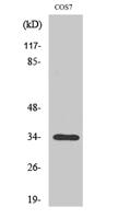 Olfactory receptor 7A10 Polyclonal Antibody