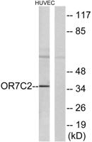 Olfactory receptor 7C2 Polyclonal Antibody