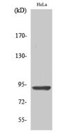 AMPD2 Polyclonal Antibody