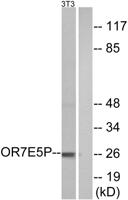 Olfactory receptor 7E5P Polyclonal Antibody