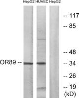 Olfactory receptor 89 Polyclonal Antibody