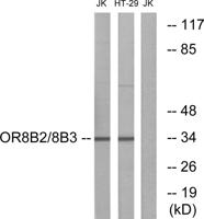 Olfactory receptor 8B2/3 Polyclonal Antibody