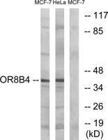 Olfactory receptor 8B4 Polyclonal Antibody