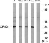 Olfactory receptor 8D1 Polyclonal Antibody