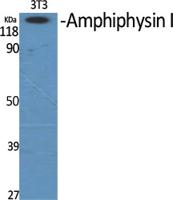 Amphiphysin I Polyclonal Antibody