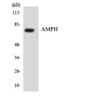 Amphiphysin I Polyclonal Antibody