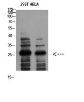 14-3-3 ζ Polyclonal Antibody