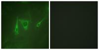 14-3-3 ζ/δ Polyclonal Antibody