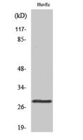 14-3-3 θ Polyclonal Antibody