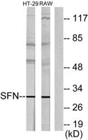 14-3-3 σ Polyclonal Antibody