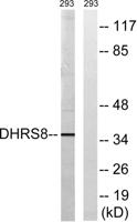 17β-HSD11 Polyclonal Antibody