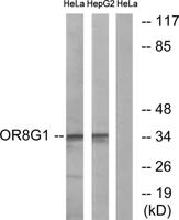 Olfactory receptor 8G1 Polyclonal Antibody