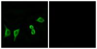 Olfactory receptor 8G2 Polyclonal Antibody