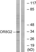 Olfactory receptor 8G2 Polyclonal Antibody