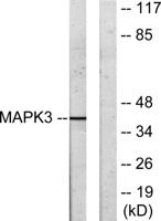 3pK Polyclonal Antibody