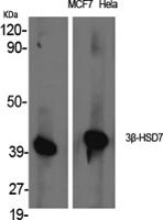 3β-HSD7 Polyclonal Antibody