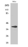 3β-HSD7 Polyclonal Antibody