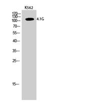 4.1G Polyclonal Antibody